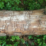 Väikse- säsiüraski käigud jäljenduvad sügavalt puidu pinnas.